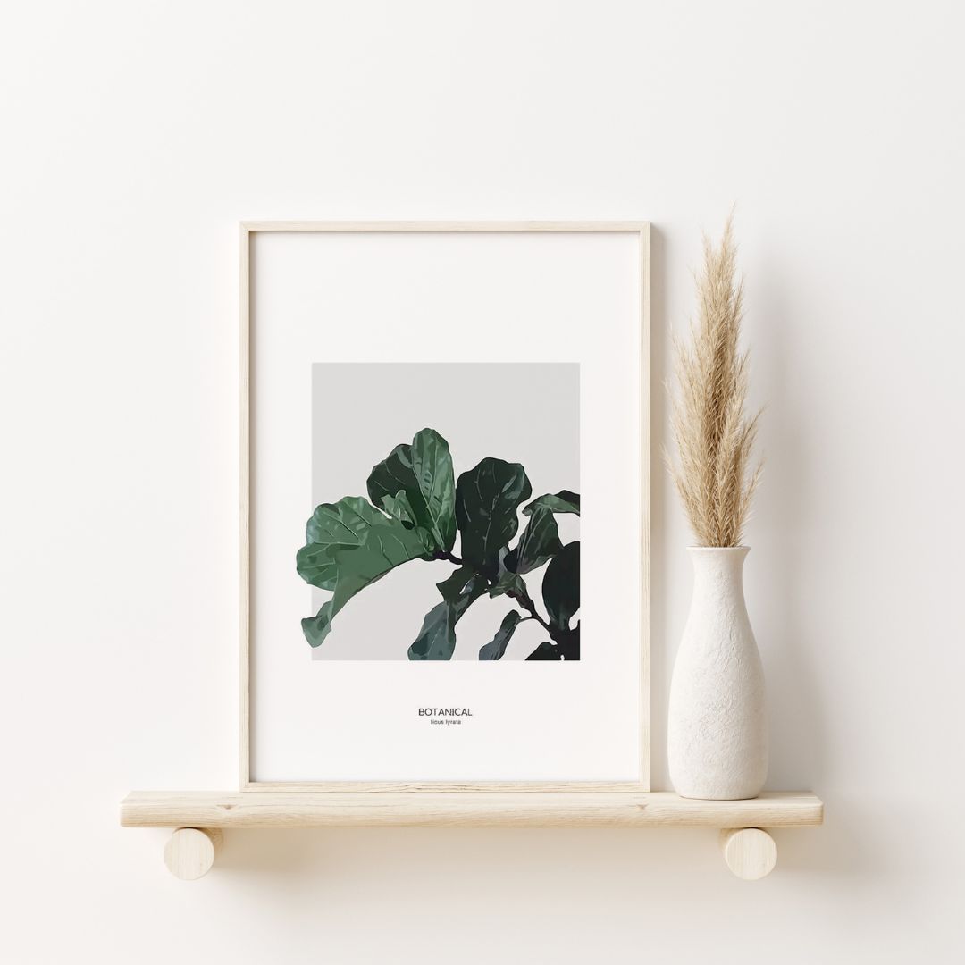 Ficus Lyrata