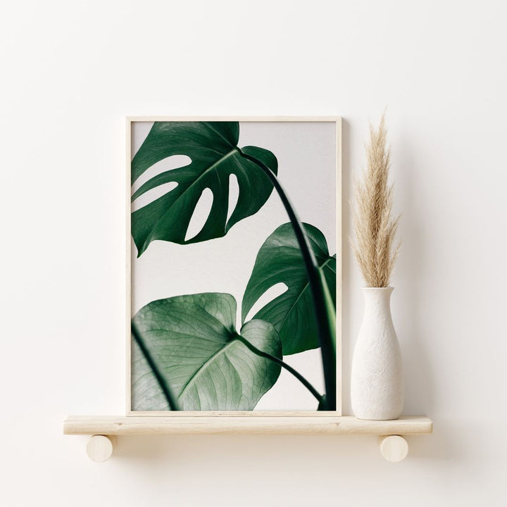 Tropical Monstera