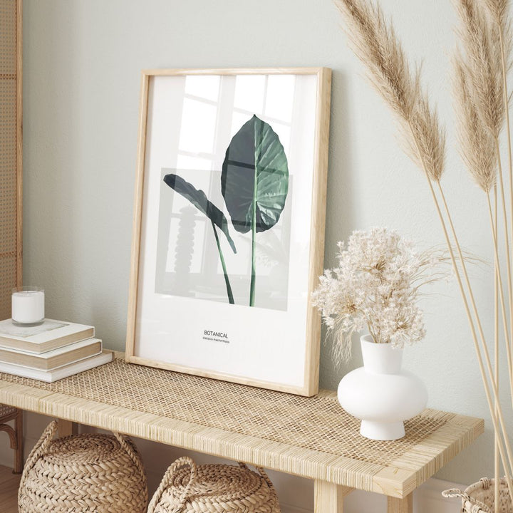 Alocasia Macrorrhizos