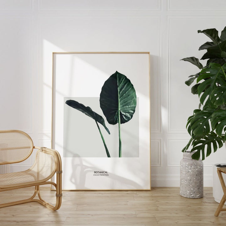 Alocasia Macrorrhizos