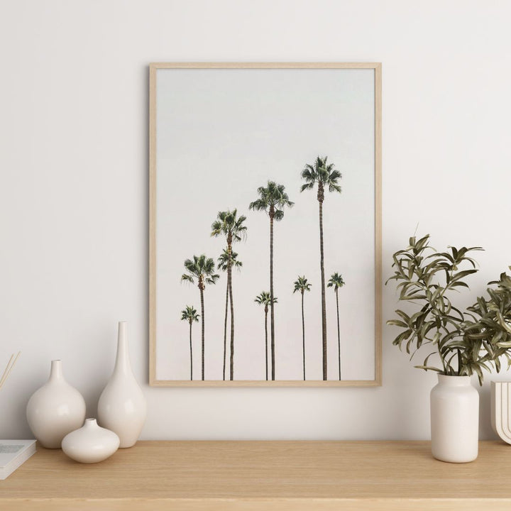 Palm Trees