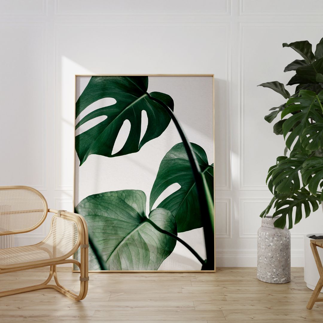 Tropical Monstera