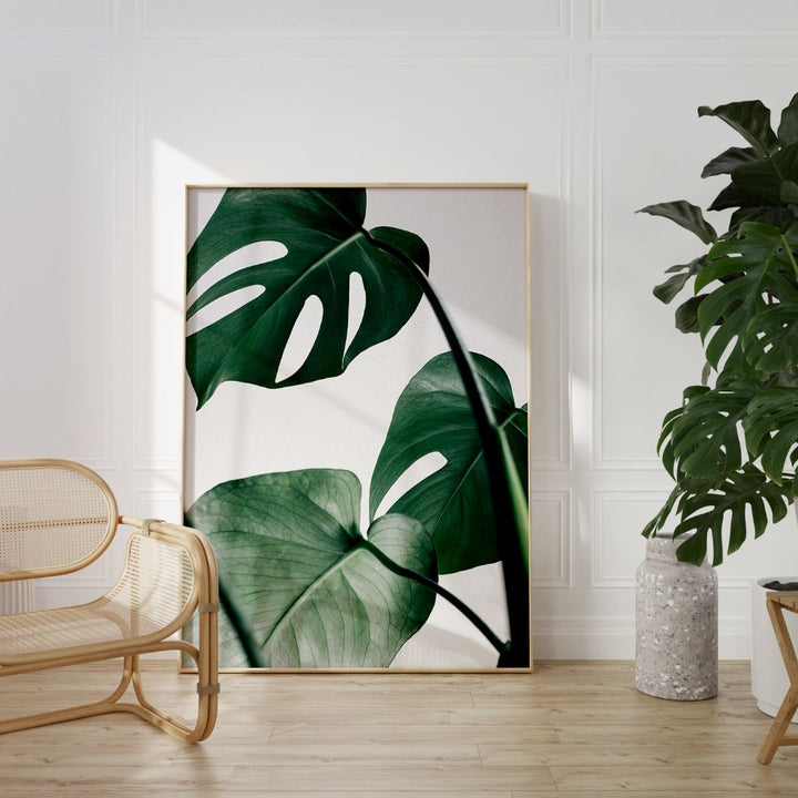 Tropical Monstera