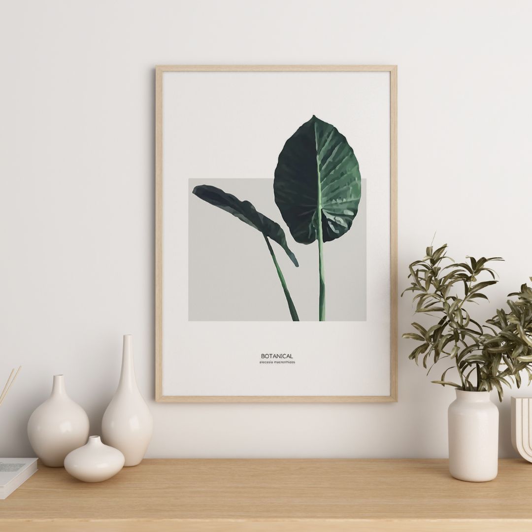 Alocasia Macrorrhizos