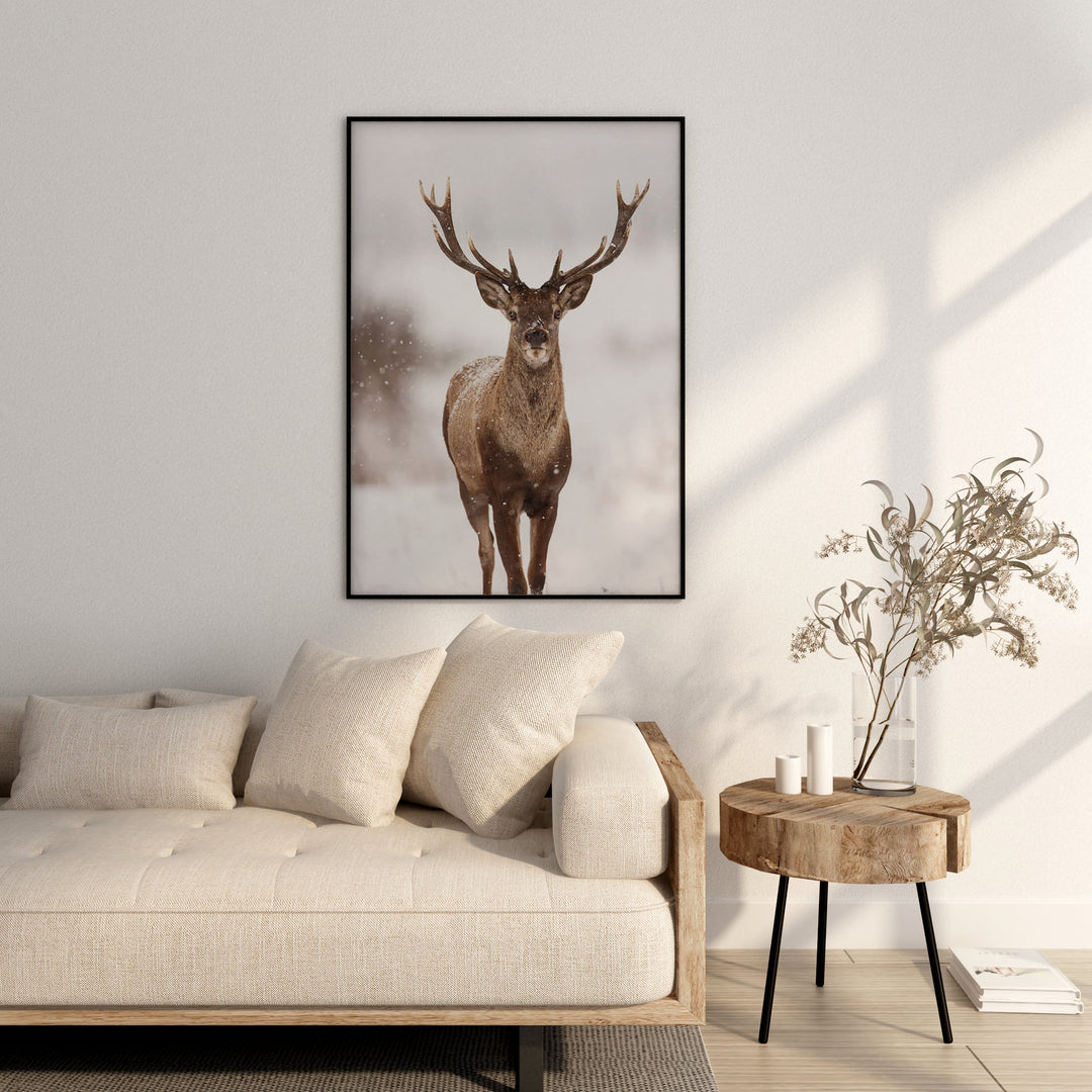 Northern Deer