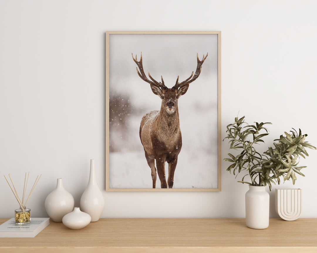 Northern Deer