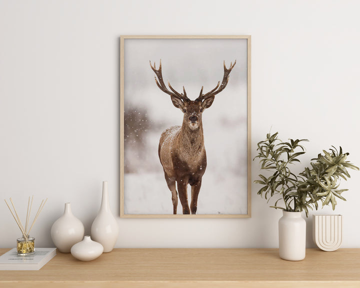 Northern Deer
