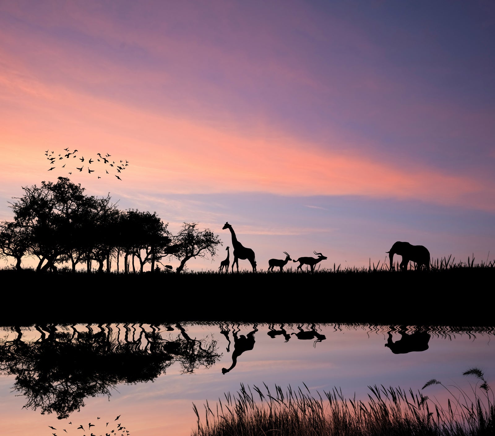 African sunset with wildlife silhouette, by Getty Images