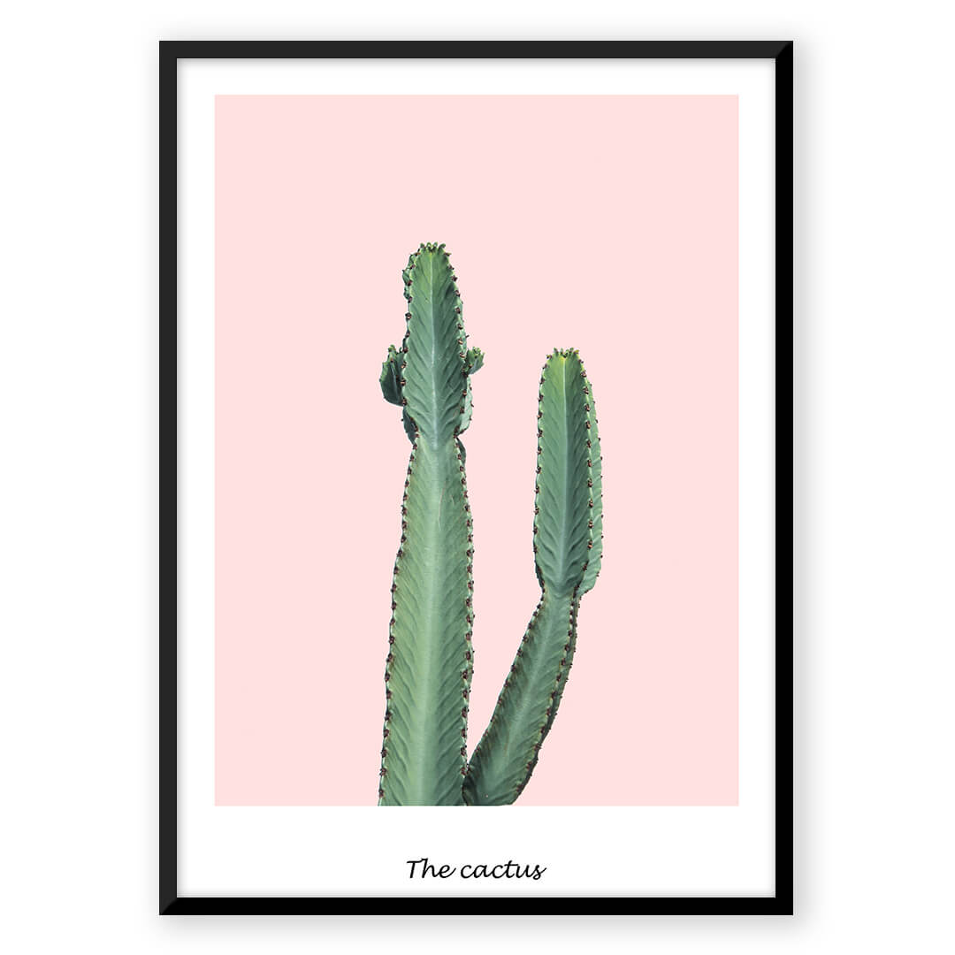 Pink Cactus - Nordic Peace