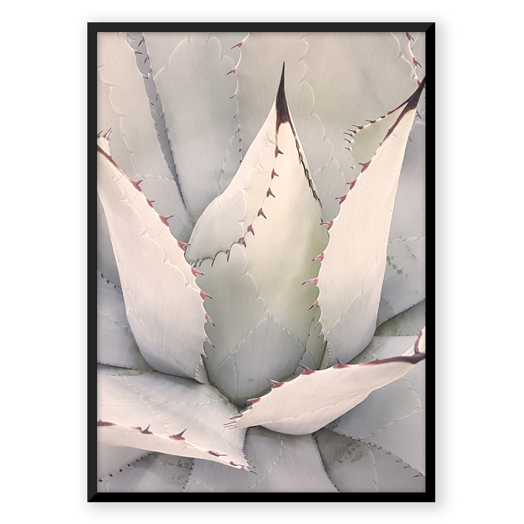 Agave - Nordic Peace